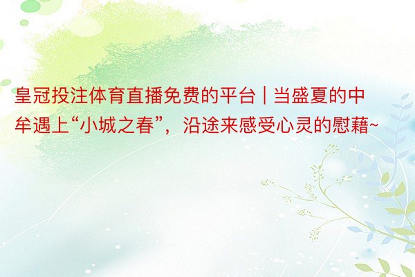 皇冠投注体育直播免费的平台 | 当盛夏的中牟遇上“小城之春”，沿途来感受心灵的慰藉~